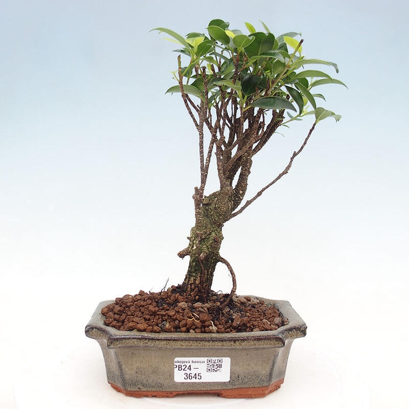 Zimmerbonsai - Ficus retusa - kleinblättriger Ficus