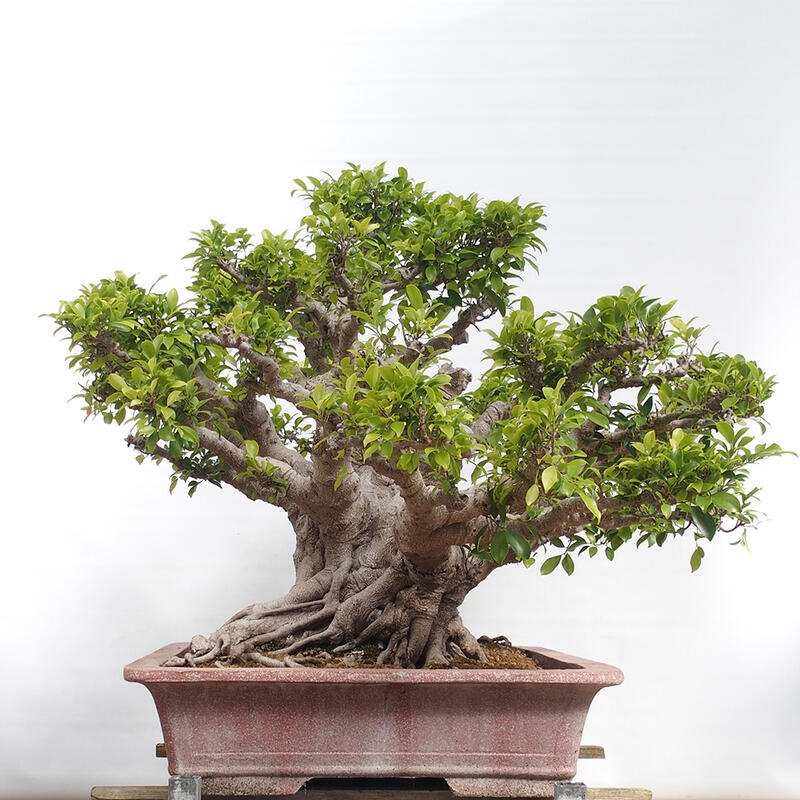 Zimmerbonsai - Ficus retusa - kleinblättriger Ficus