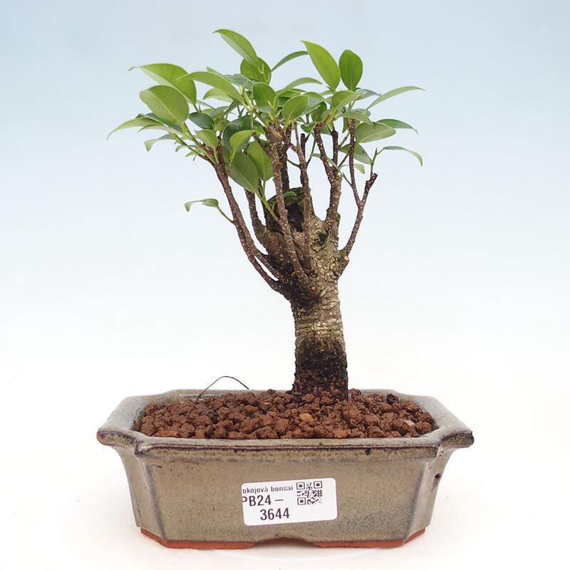 Zimmerbonsai - Ficus retusa - kleinblättriger Ficus