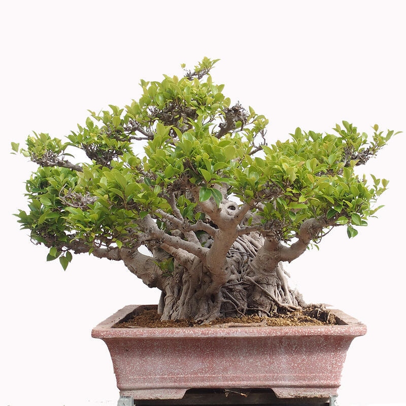 Zimmerbonsai - Ficus retusa - kleinblättriger Ficus
