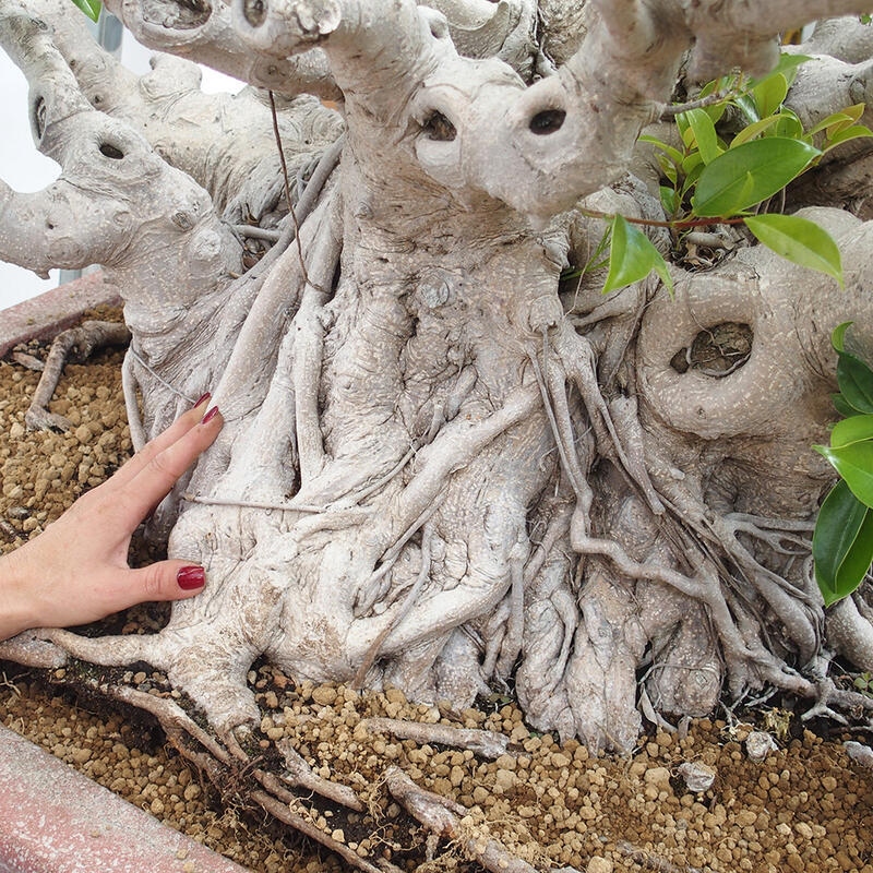 Zimmerbonsai - Ficus retusa - kleinblättriger Ficus