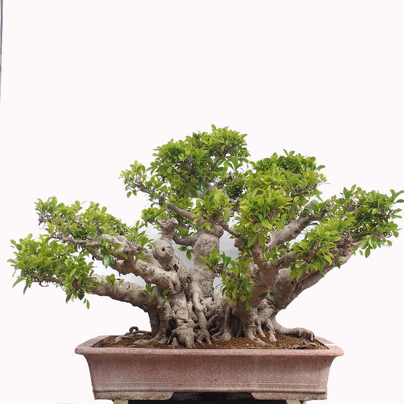 Zimmerbonsai - Ficus retusa - kleinblättriger Ficus