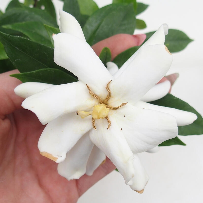 Zimmer Bonsai - Gardenia jasminoides-Gardenia