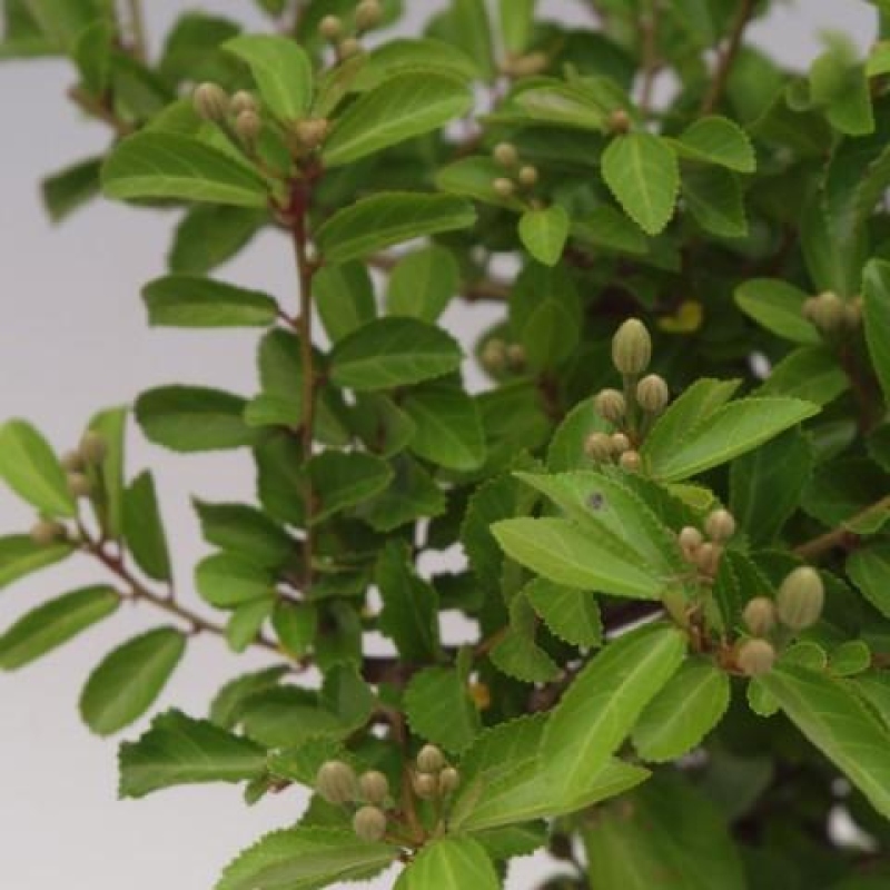 Zimmerbonsai – Grewia occidentalis – Lavendel-Sternblume