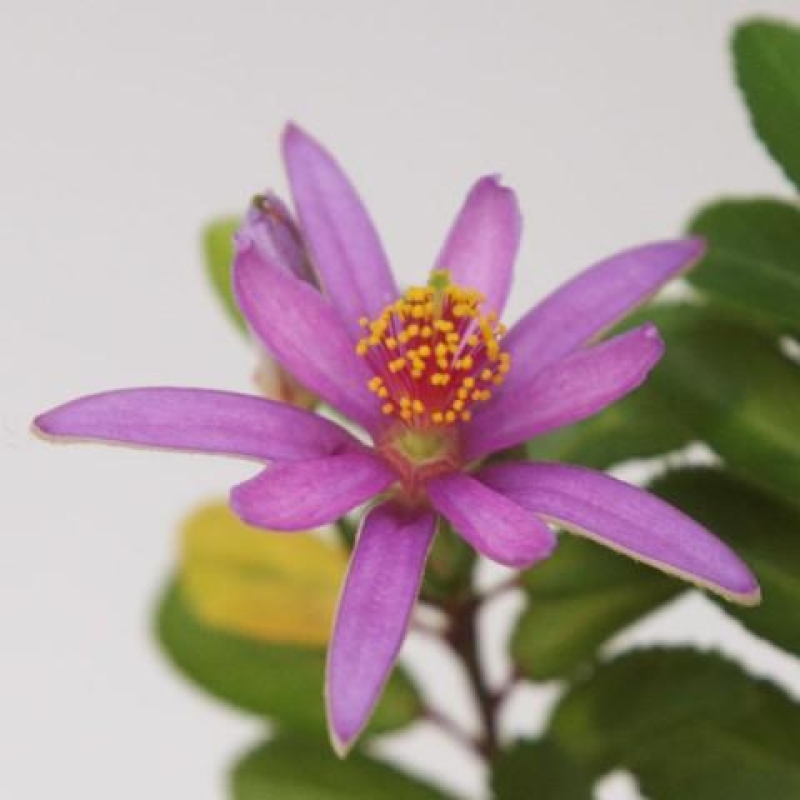 Zimmerbonsai – Grewia occidentalis – Lavendel-Sternblume