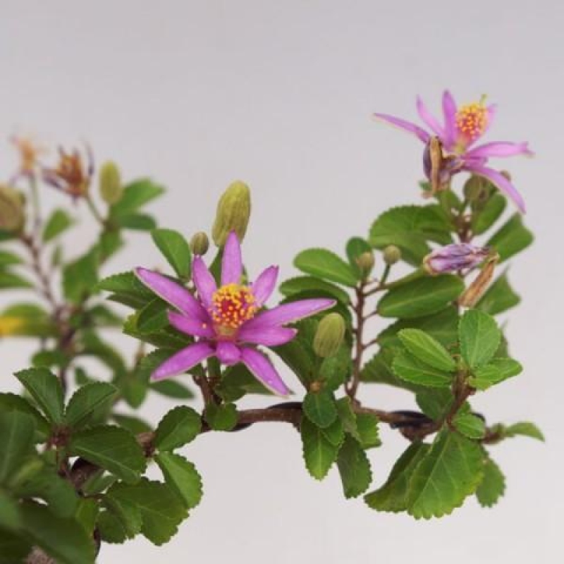 Zimmerbonsai – Grewia occidentalis – Lavendel-Sternblume