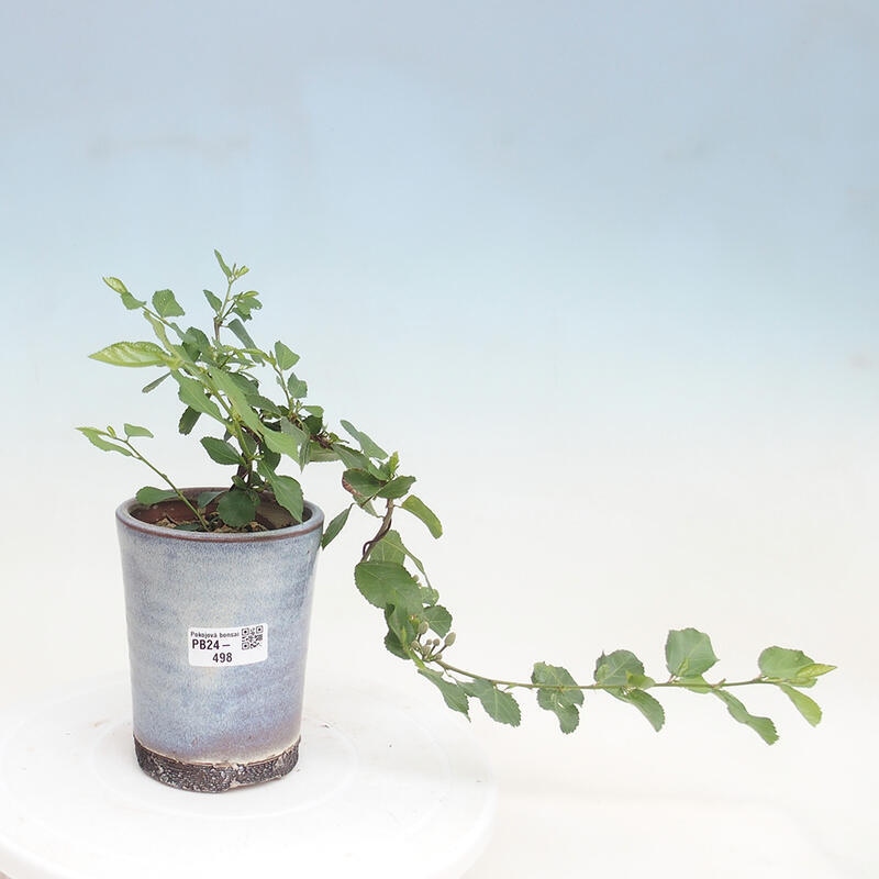 Zimmerbonsai - Grewia occidentalis - Lavendelstern