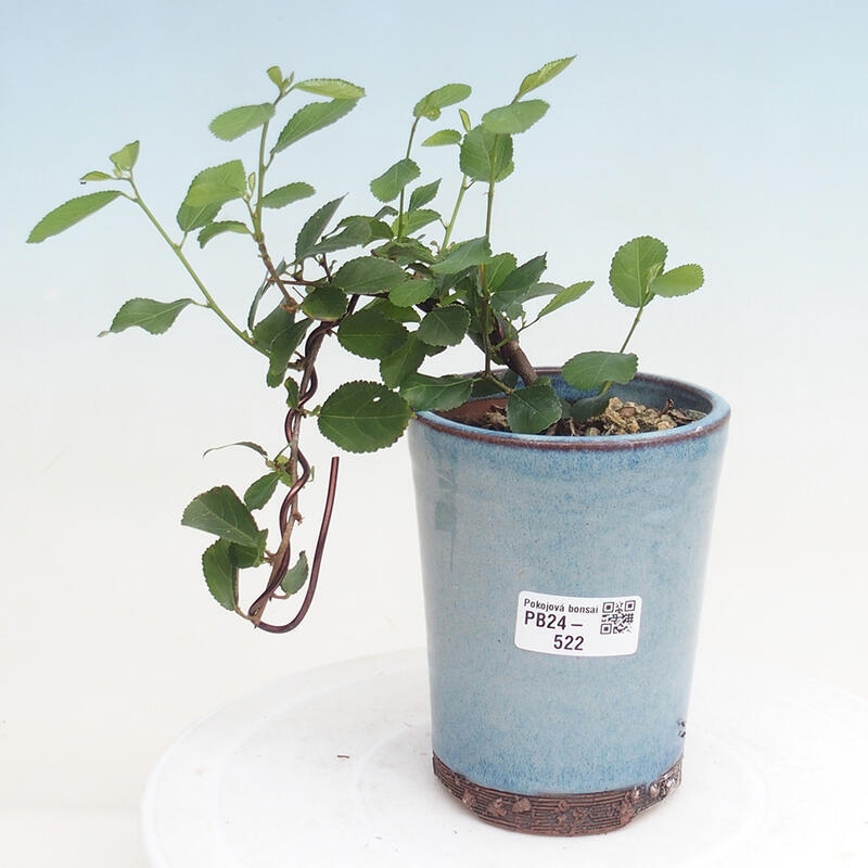 Zimmerbonsai - Grewia occidentalis - Lavendelstern