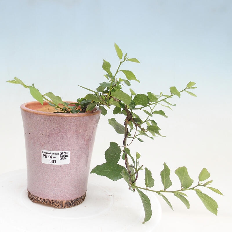 Zimmerbonsai - Grewia occidentalis - Lavendelstern