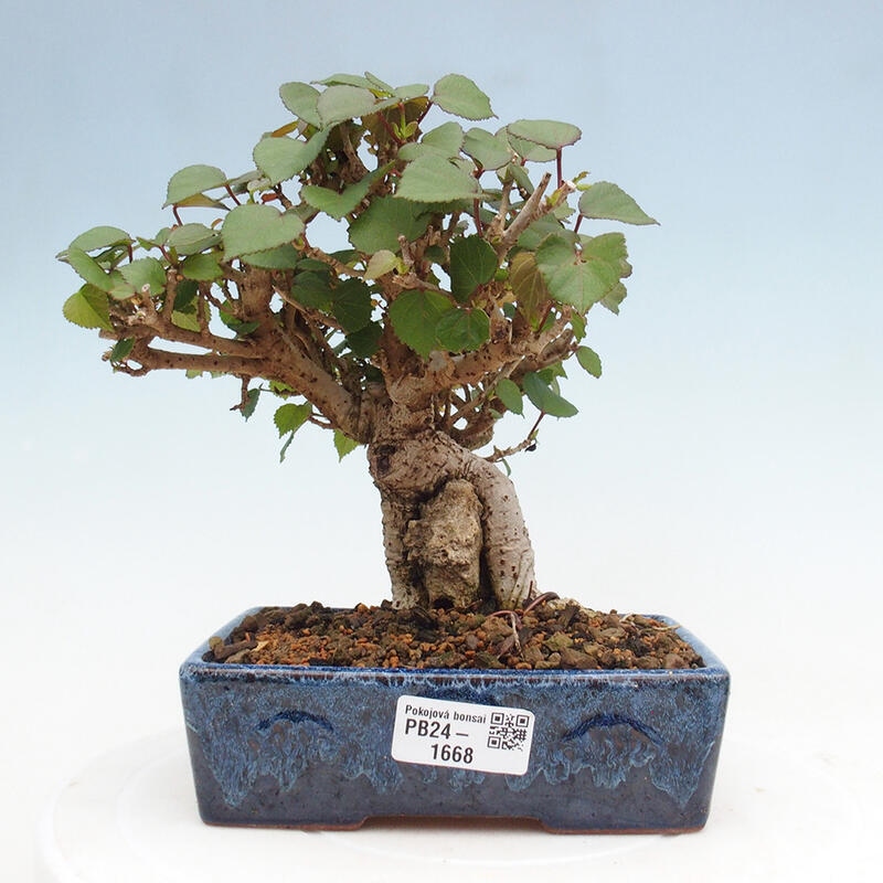 Zimmerbonsai - Hibiscus tiliaceus - Hibiskuslinde, Meer