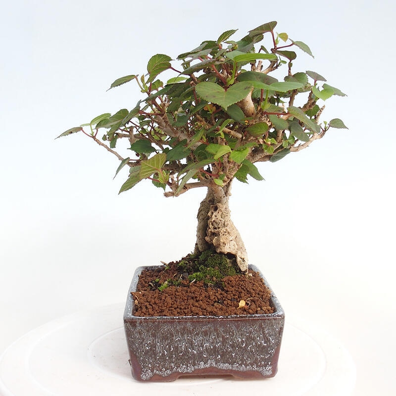 Zimmerbonsai - Hibiscus tiliaceus - Hibiskuslinde, Meer
