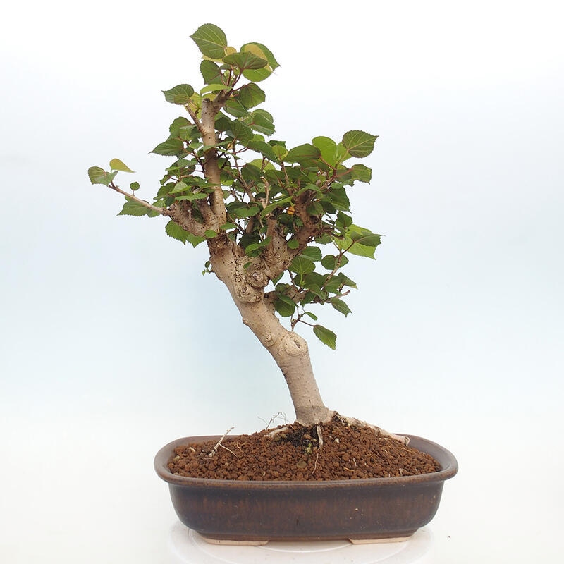Zimmerbonsai - Hibiscus tiliaceus - Hibiskuslinde, Meer