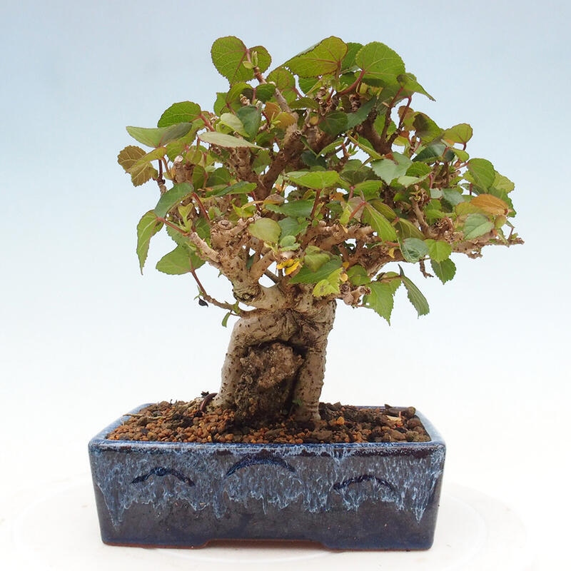 Zimmerbonsai - Hibiscus tiliaceus - Hibiskuslinde, Meer