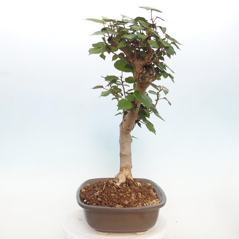 Zimmerbonsai - Hibiscus tiliaceus - Hibiskuslinde, Meer