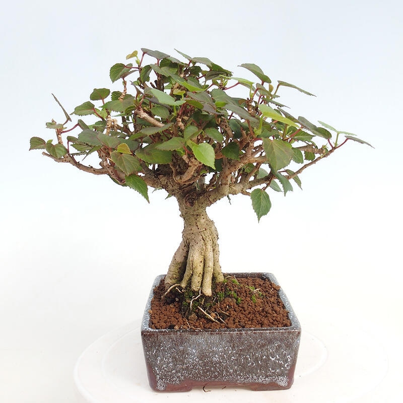 Zimmerbonsai - Hibiscus tiliaceus - Hibiskuslinde, Meer