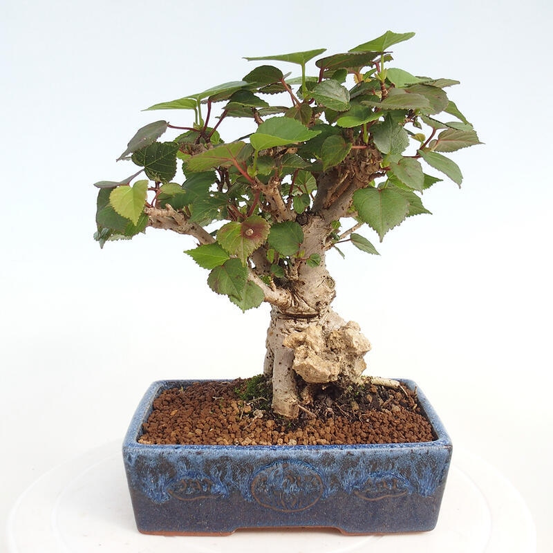 Zimmerbonsai - Hibiscus tiliaceus - Hibiskuslinde, Meer