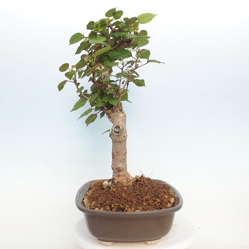 Zimmerbonsai - Hibiscus tiliaceus - Hibiskuslinde, Meer