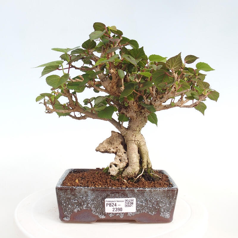 Zimmerbonsai - Hibiscus tiliaceus - Hibiskuslinde, Meer