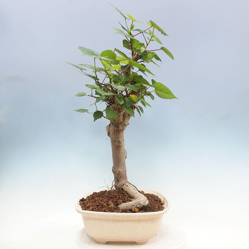 Zimmerbonsai - Hibiscus tiliaceus - Meereshibiskus + SUISEKI-Buch Kostenlos