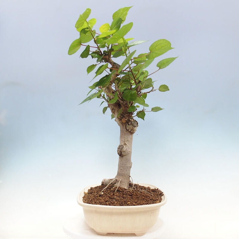 Zimmerbonsai - Hibiscus tiliaceus - Meereshibiskus + SUISEKI-Buch Kostenlos