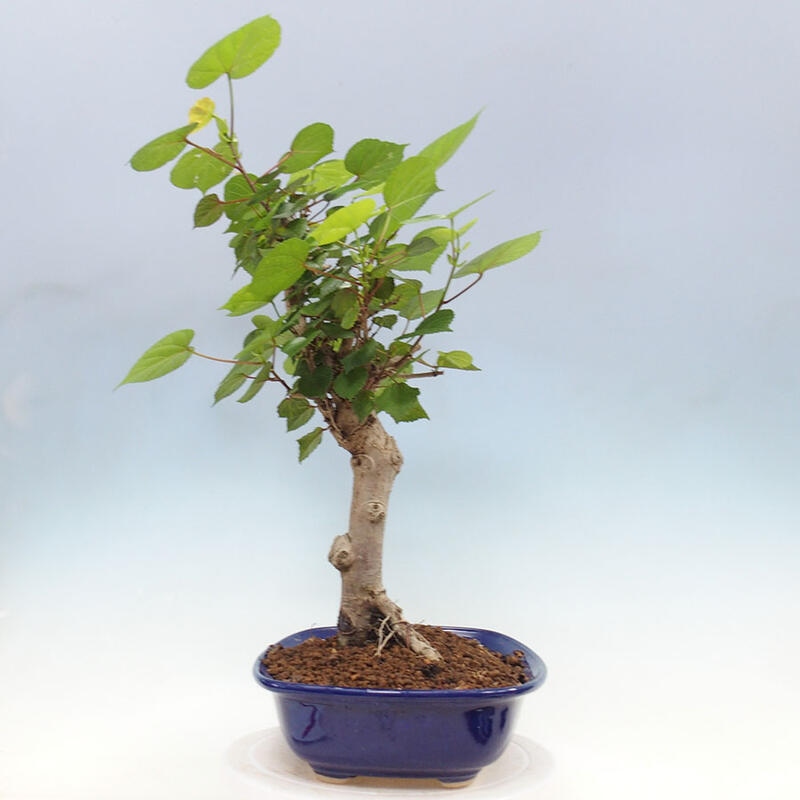Zimmerbonsai - Hibiscus tiliaceus - Meereshibiskus + SUISEKI-Buch Kostenlos