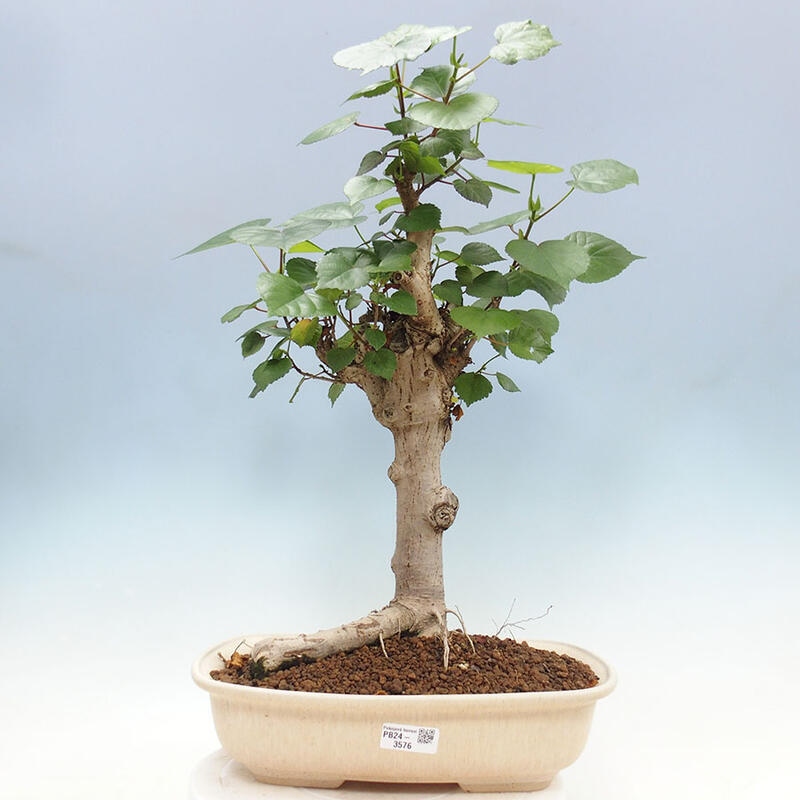 Zimmerbonsai - Hibiscus tiliaceus - Meereshibiskus + SUISEKI-Buch Kostenlos