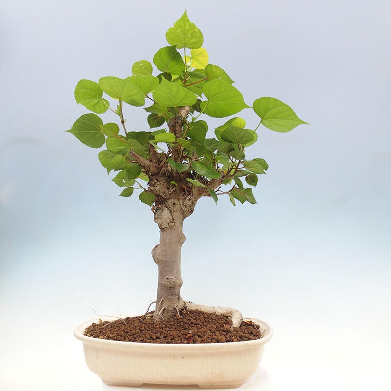 Zimmerbonsai - Hibiscus tiliaceus - Meereshibiskus + SUISEKI-Buch Kostenlos