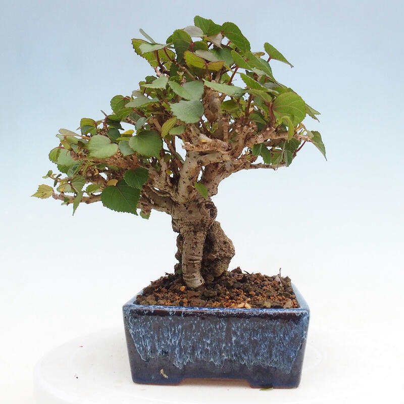 Zimmerbonsai - Hibiscus tiliaceus - Hibiskuslinde, Meer