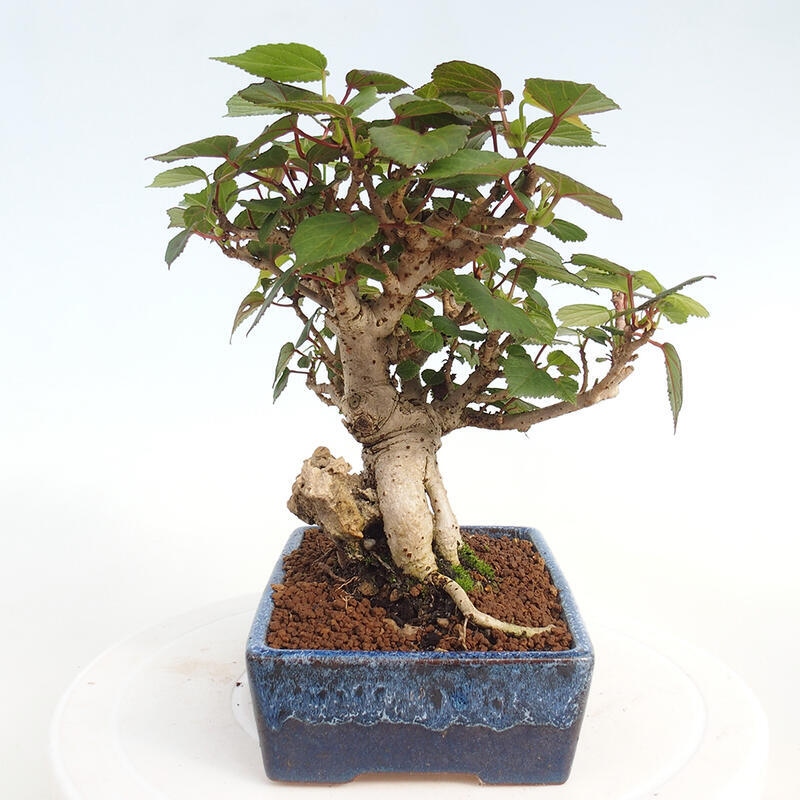 Zimmerbonsai - Hibiscus tiliaceus - Hibiskuslinde, Meer