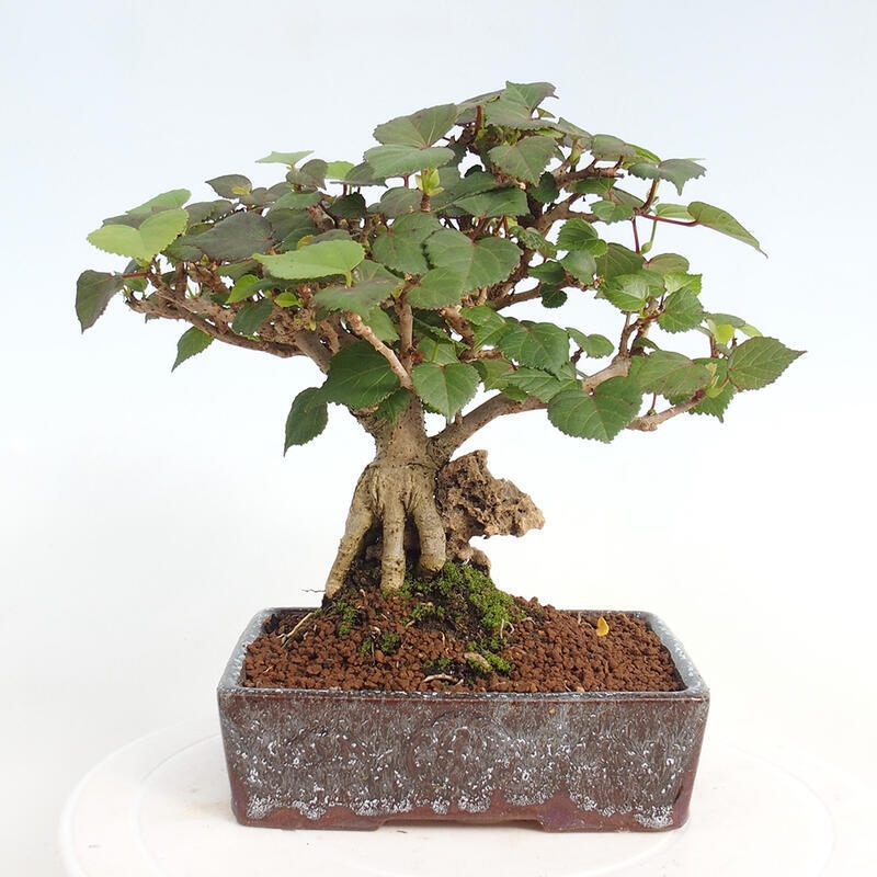 Zimmerbonsai - Hibiscus tiliaceus - Hibiskuslinde, Meer