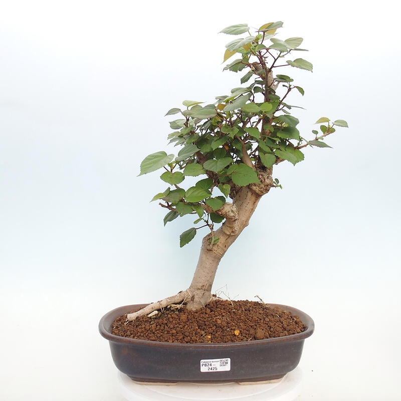 Zimmerbonsai - Hibiscus tiliaceus - Hibiskuslinde, Meer
