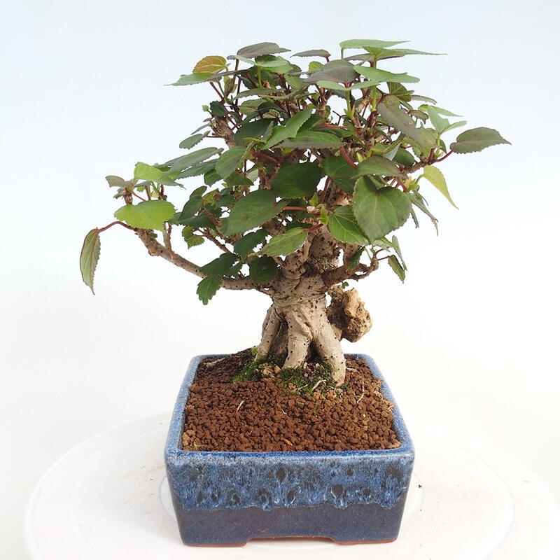 Zimmerbonsai - Hibiscus tiliaceus - Hibiskuslinde, Meer