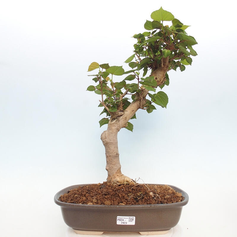 Zimmerbonsai - Hibiscus tiliaceus - Hibiskuslinde, Meer