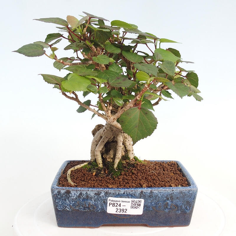 Zimmerbonsai - Hibiscus tiliaceus - Hibiskuslinde, Meer