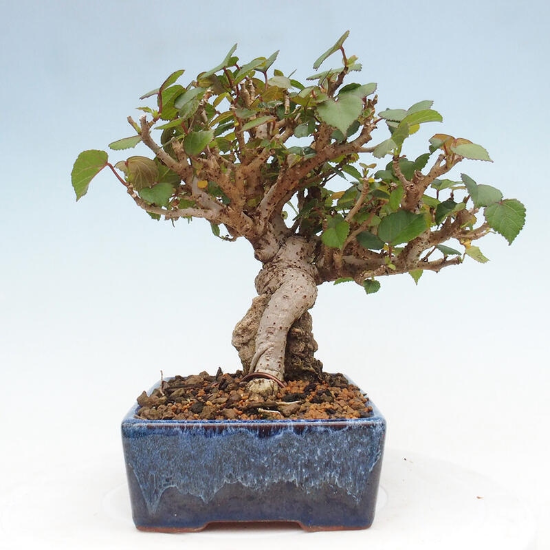 Zimmerbonsai - Hibiscus tiliaceus - Hibiskuslinde, Meer