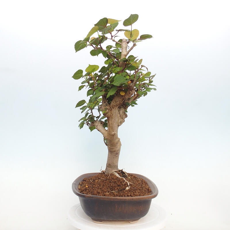 Zimmerbonsai - Hibiscus tiliaceus - Hibiskuslinde, Meer