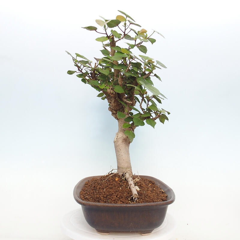 Zimmerbonsai - Hibiscus tiliaceus - Hibiskuslinde, Meer