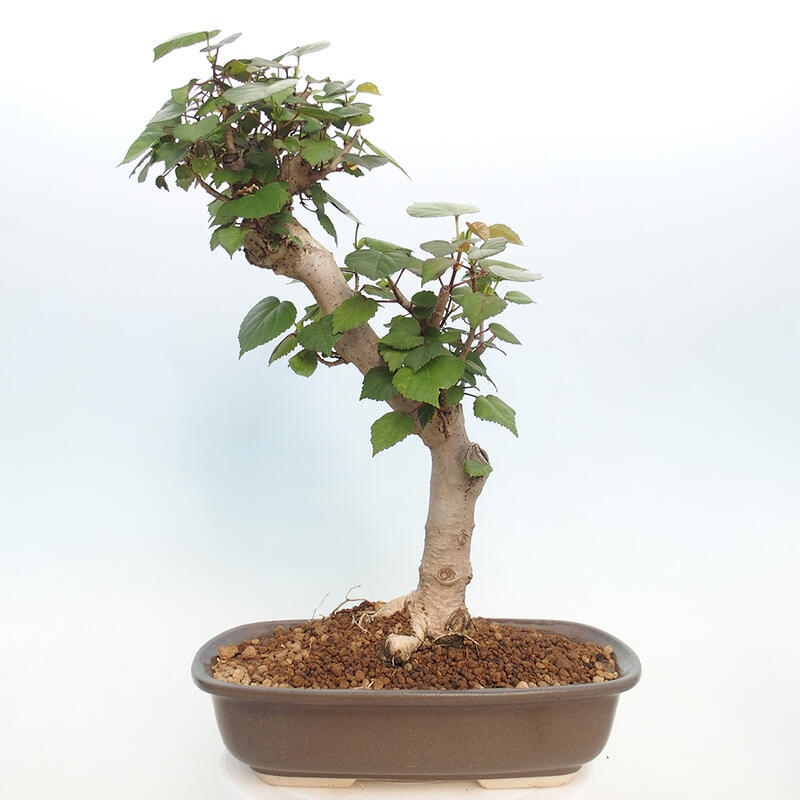 Zimmerbonsai - Hibiscus tiliaceus - Hibiskuslinde, Meer