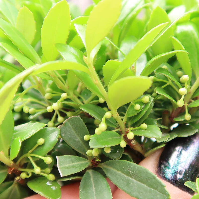 Zimmer Bonsai - Ilex crenata - Stechpalme