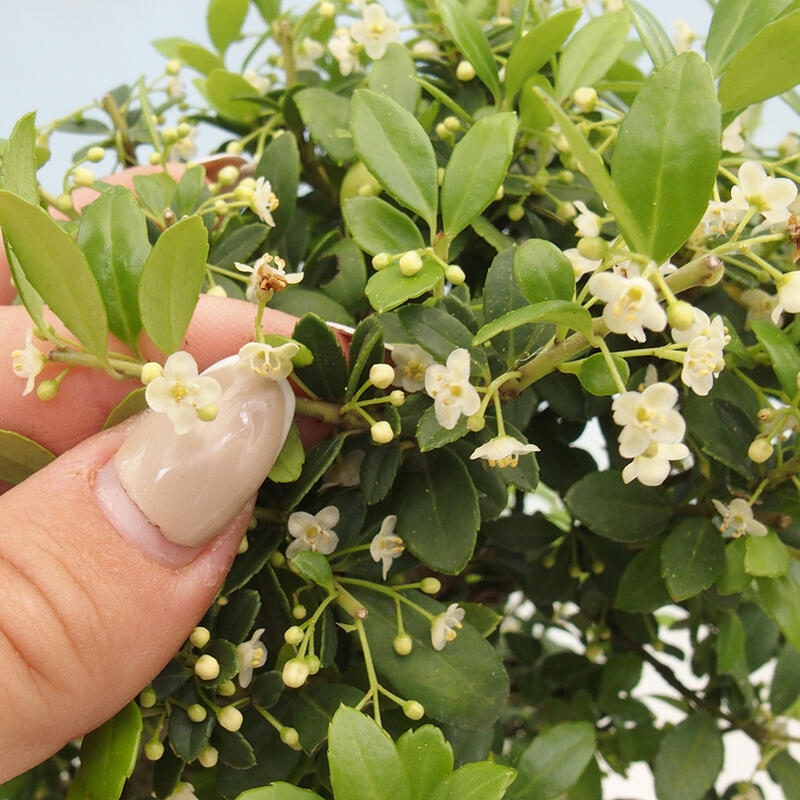 Zimmerbonsai - Ilex crenata - Holly