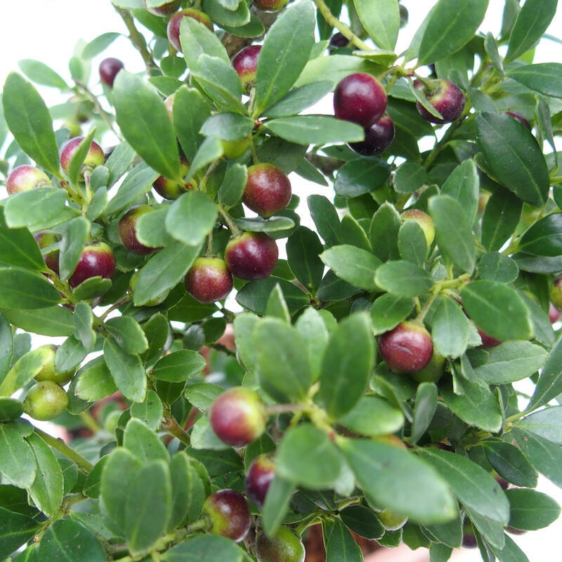 Zimmer Bonsai - Ilex crenata - Stechpalme