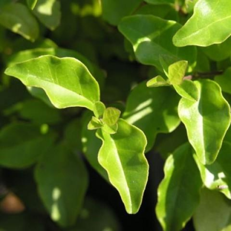 Zimmerbonsai -Ligustrum chinensis - Liguster