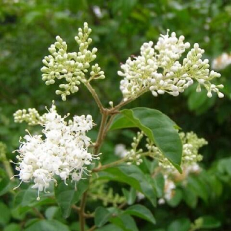 Zimmerbonsai -Ligustrum chinensis - Liguster