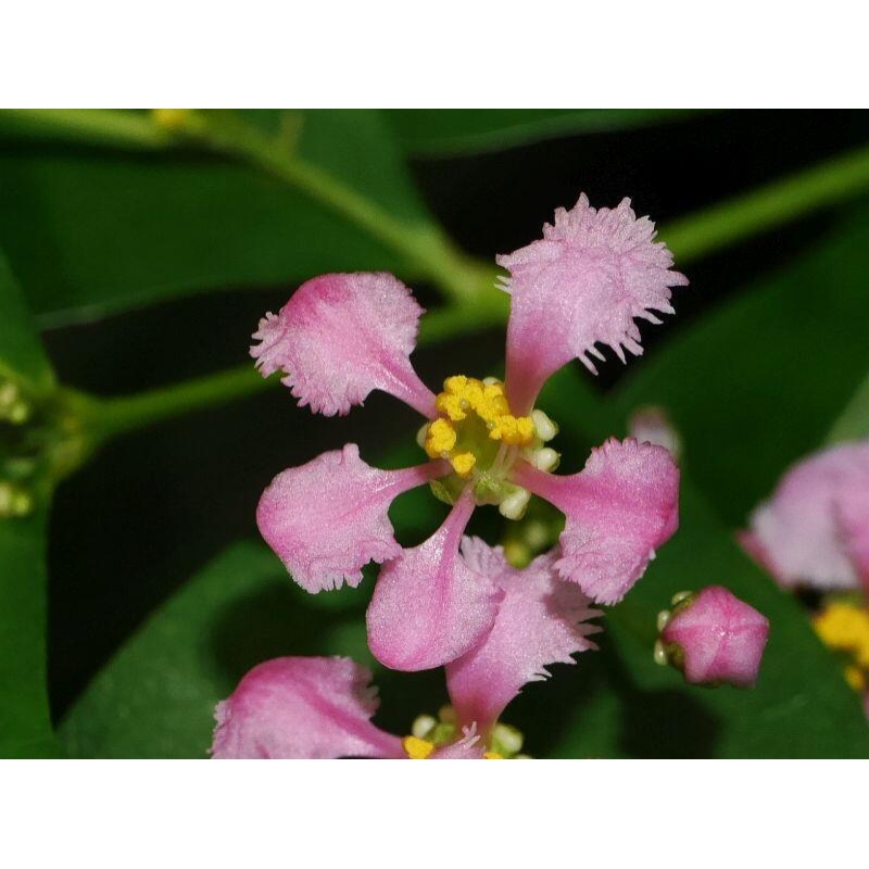 Zimmerbonsai – Barbados-Kirsche (Malpighia coccigera)