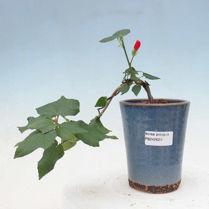 Zimmerbonsai - Malvaviscus arboreus - holziger Hibiskus
