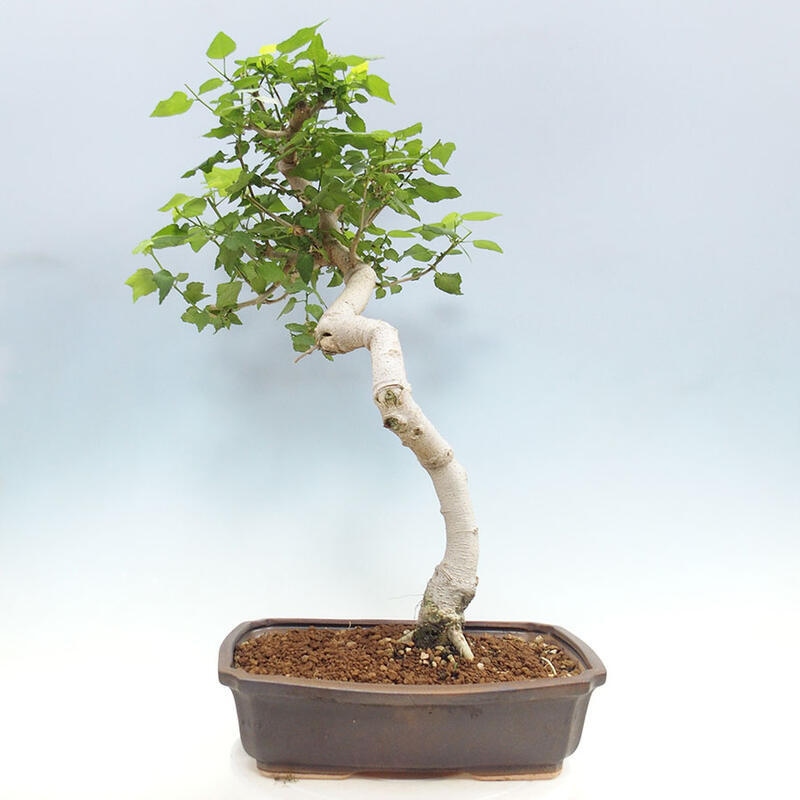 Zimmerbonsai - Malvaviscus arboreus - holziger Hibiskus + SUISEKI-Buch Kostenlos