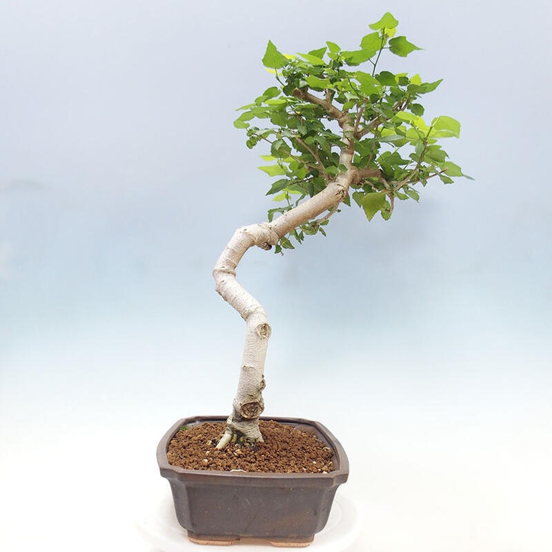 Zimmerbonsai - Malvaviscus arboreus - holziger Hibiskus + SUISEKI-Buch Kostenlos