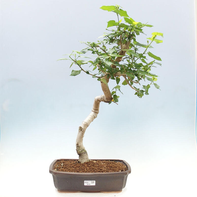 Zimmerbonsai - Malvaviscus arboreus - holziger Hibiskus + SUISEKI-Buch Kostenlos