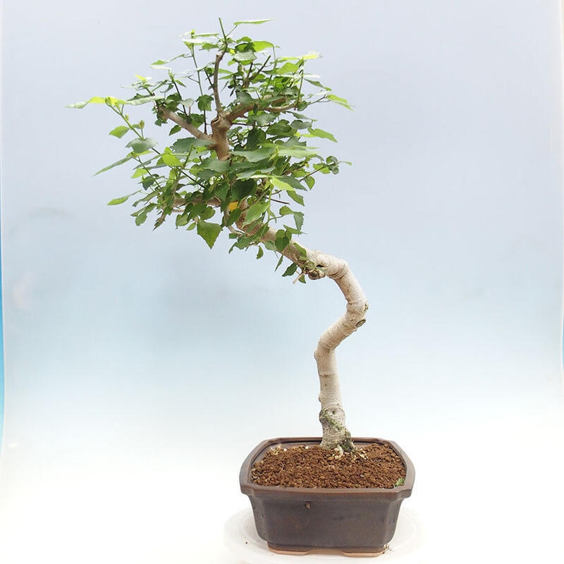 Zimmerbonsai - Malvaviscus arboreus - holziger Hibiskus + SUISEKI-Buch Kostenlos
