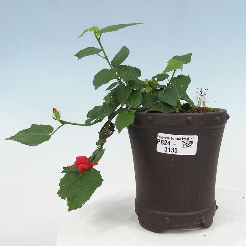 Zimmerbonsai - Malvaviscus arboreus - holziger Hibiskus